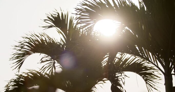 Abstract sun flare palm trees lights bokeh sunny nostalgic vacation