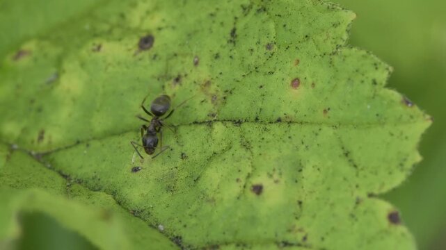 Macro video of a black garden ant (Lasius niger) crawling on a green leaf in 4k at 50 fps.