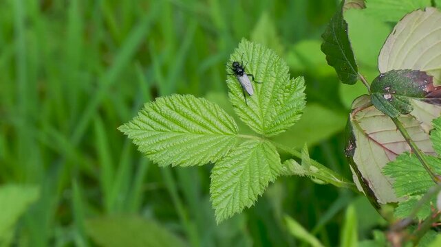 St. Mark's fly (Bibio marci) on a Bramble Leaf