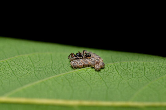 High magnification macro photograph of an Anastastus parasitoid wasp despositing eggs into a cluster of stink bug host eggs on a green leaf. It act as an natural biological pest control.