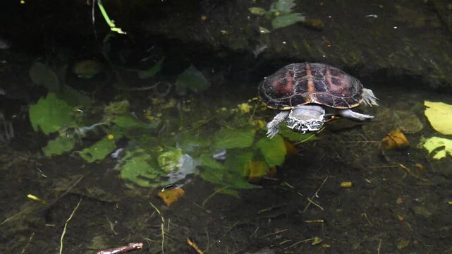 freshwater turtle swims slowly through calm water of garden pond, small terrapin floating and gentle turn around beneath surface of backyard pond