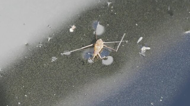 Water strider (Gerris lacustris) resting on a dusty water surface showing physics of surface tension in 4k at 50 fps.