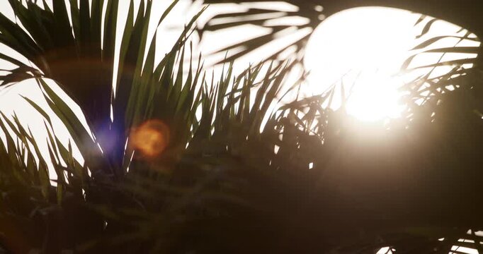 Abstract sun flare palm trees lights bokeh sunny nostalgic vacation