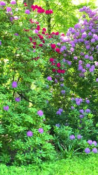 Blooming flowers in a garden during spring season