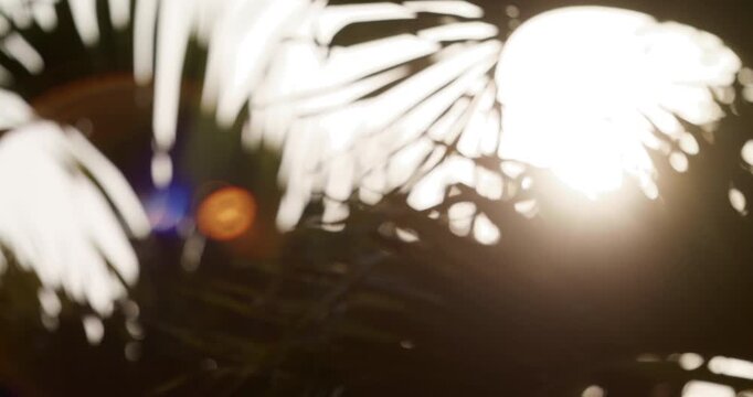 Abstract sun flare palm trees lights bokeh sunny nostalgic vacation
