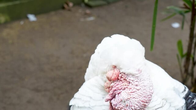 Close-up of a Royal Palm Turkey head with wrinkled pink caruncles.