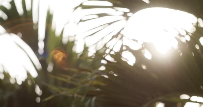 Abstract sun flare palm trees lights bokeh sunny nostalgic vacation