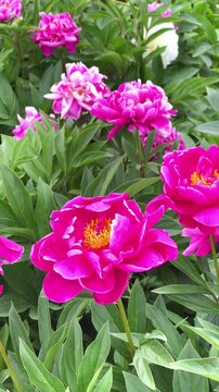 Bright flowers bloom in a garden during spring season near a park entrance in daylight