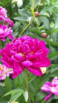 Bright pink flowers bloom in a garden filled with many colors on a sunny day