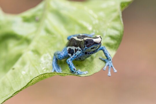 A beautiful adult female blue dyeing poison dart frog (Dendrobates tinctorius azureus).
