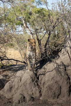 leopard looking for prey in African savanna botswana  (Panthera pardus)