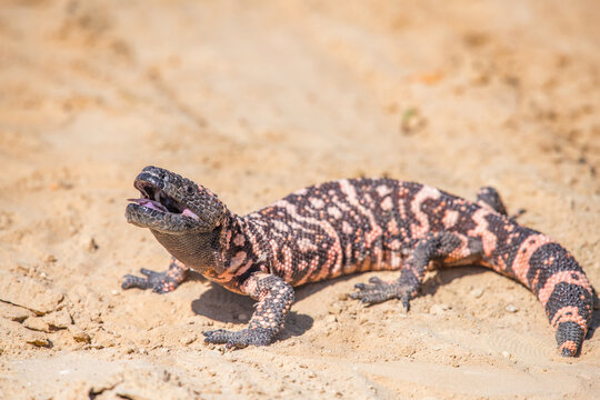 Gila monster lizard crawling on sandy ground in desert habitat with wildlife venomous crawling
