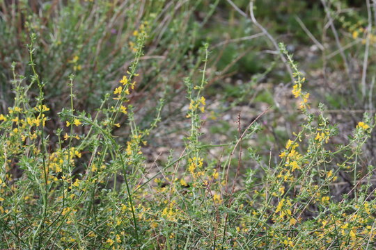 Longkeel Deerplant, Acmispon Glaber Variety Brevialatus, a magnetic native synoecious subshrub displaying axillary racemose umbel inflorescences during early Winter in the Coachella Valley Desert.