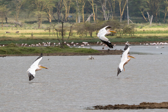 White pelican, Pelecanus onocrotalus, in Lake Kerkini, Greece. Pelicans on blue water surface. Wildlife scene from Europe nature. Bird mountain background. Birds with long orange bills.