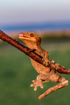 Small brown lizard climbing on textured tree branch with green blurred natural background, creature