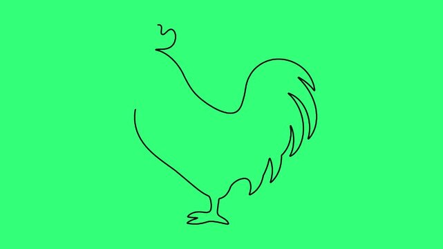 Rooster line drawing animation appearing on green background footage.