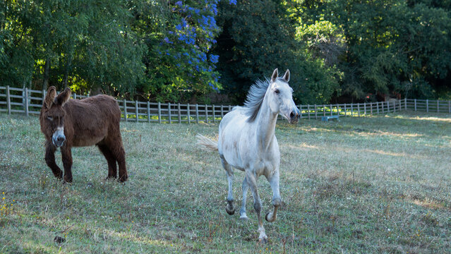Grey Horse and Brown Donkey Sharing a Fenced Summer Paddock Beneath a Flowering Jacaranda Tree &mdash; Rural Life, Animal Companionship and Sanctuary Concept