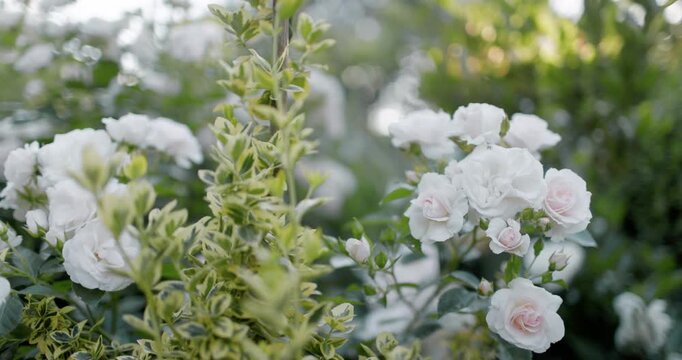 Blooming white roses flowers in summer garden with soft light