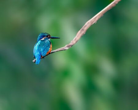 A Common Kingfisher