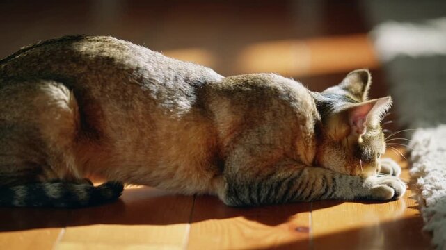 Waking tabby cat stretching forelegs onto rug fringe on wood floor, warming in sunbeam patch