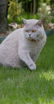 Scottish cat on lawn with intense eyes in backyard garden