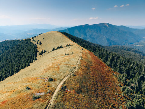 Scenic aerial view of a narrow hiking trail crossing a golden grassy ridge surrounded by evergreen forest and layered mountain peaks.
