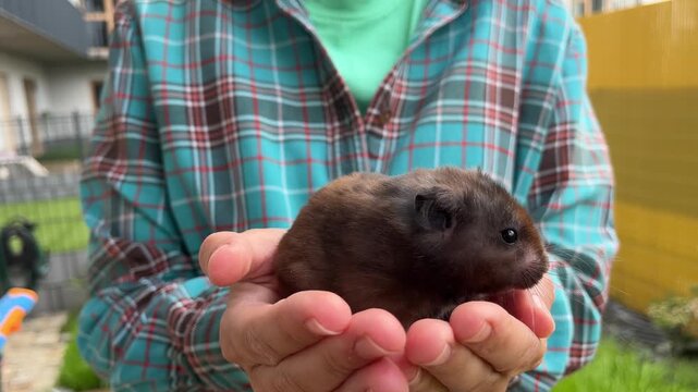 A person carefully cupping a small dark guinea pig in both hands outdoors, cute pet moment, animal care, gentle bond.