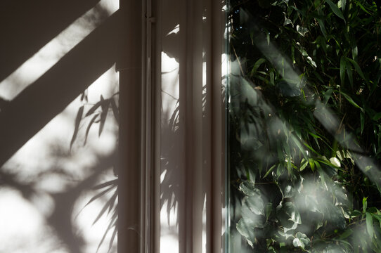 shadows of branches on a window in the morning light