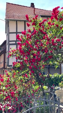 Blooming flowers fill the street in summer near old buildings with wooden frames