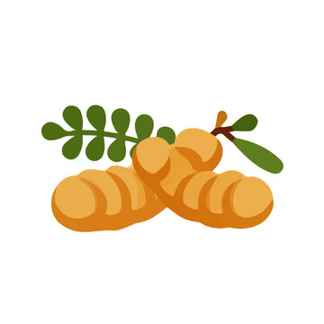 Flat 2D illustration of Tamarind, clean vector illustration style, isolated on a white background.