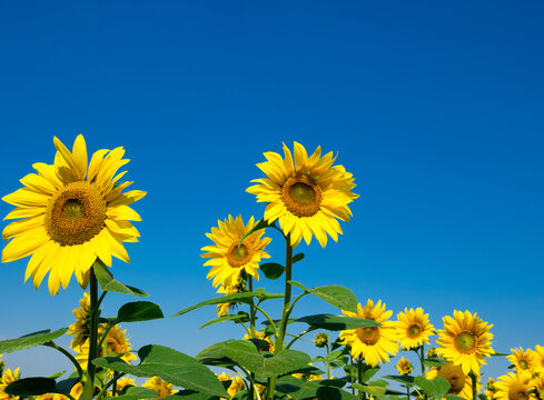 Sunflower field with cloudy blue sky