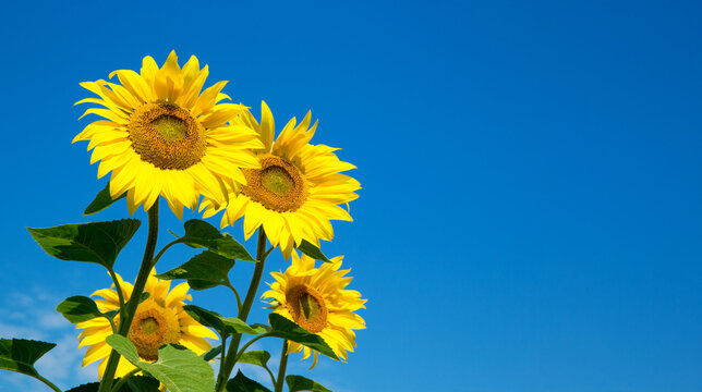 sunflower over cloudy blue sky