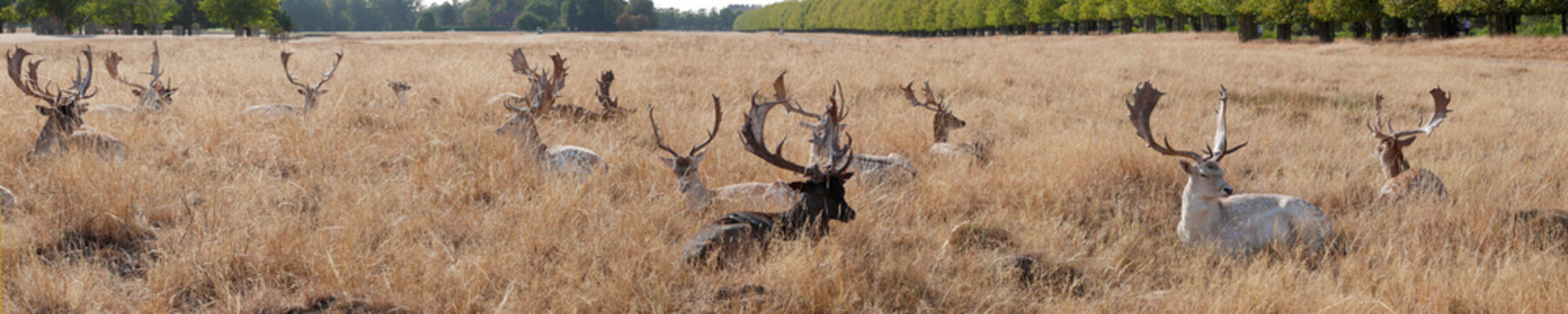 UK, England, London, Hampton Court Home Park deer panorama