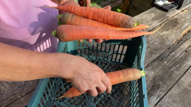 Woman hands cleaning raw orange carrots and placing them into crate outdoors, agricultural harvest.