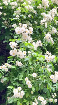 Flowers bloom in a garden with green leaves in a sunny area during springtime