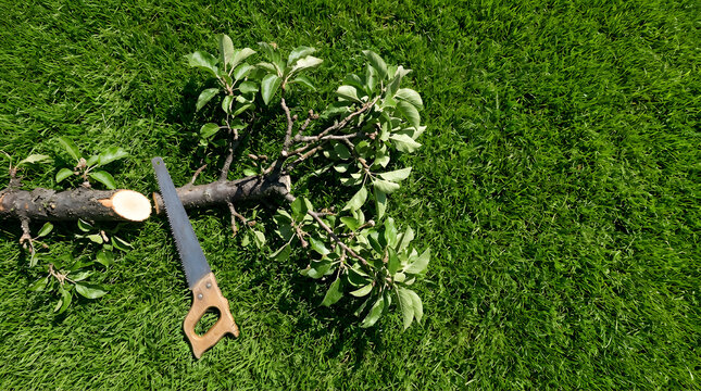 Top view of a freshly cut tree branch and a hand saw on green grass. Pruning tools and yard maintenance flat lay