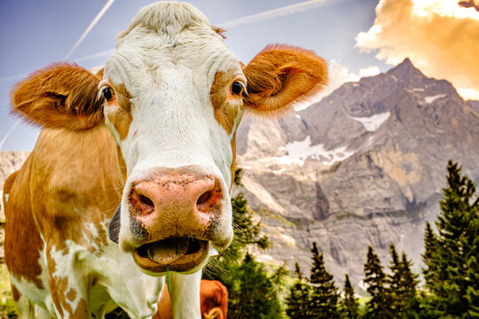 cow at the valley in austria - alpe eng