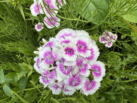The sweet William (Dianthus barbatus), Bartnelke oder Bart-Nelke, L'&oelig;illet de po&egrave;te ou &oelig;illet barbu, Clavel del poeta or Garofano dei poeti - The Botanical Garden St. Gallen, Switzerland