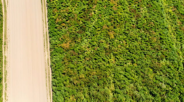 Aerial top down view of dirt road bordering dense green agricultural field. Drone perspective of rural farming landscape and crops