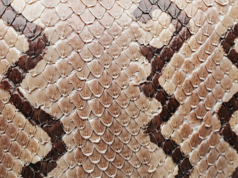 snake skin texture
