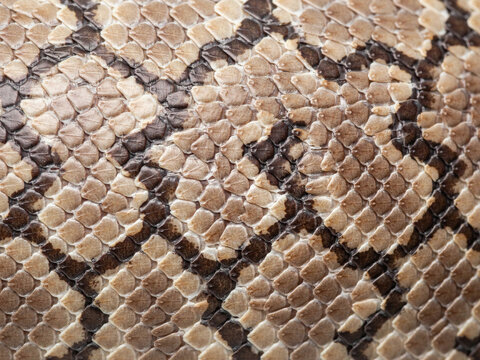 snake skin texture