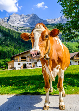 cow at the valley in austria - alpe eng