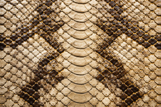 exotic snakeskin texture background with natural pattern scales