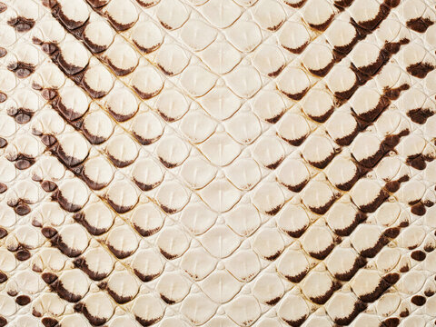 exotic snakeskin texture background with natural pattern scales