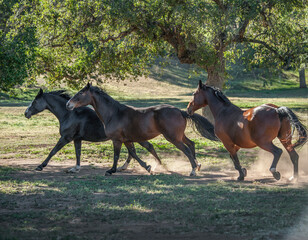 Obraz premium Warmblood horses