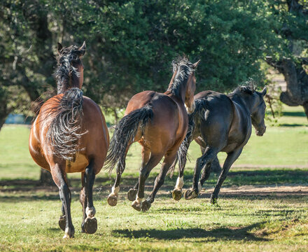 three adult female Warmblood horses run away in alpine field