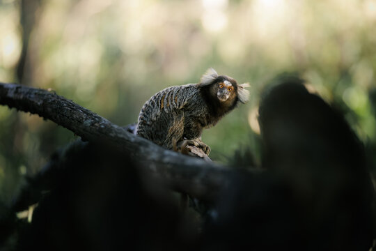 Common marmoset monkey sitting on a tree branch, looking at camera with striking orange eyes and white ear tufts, in its natural forest habitat