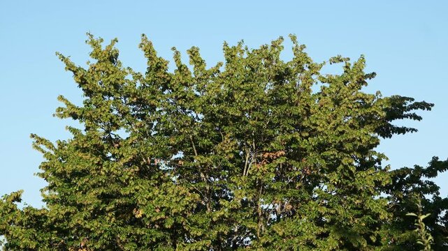 &Auml;ste eines gro&szlig;en Laubbaums im Wind bei blauem Himmel im Sp&auml;tsommer