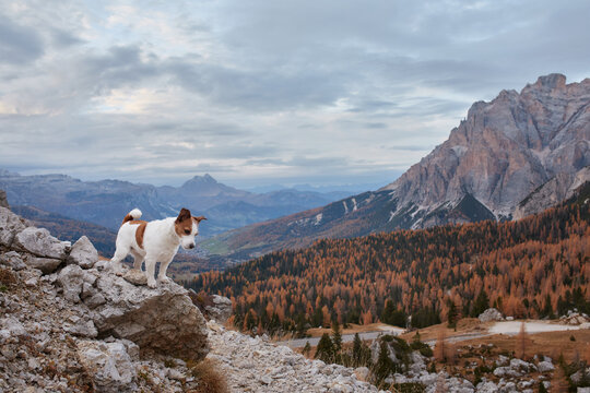 Jack Russell Terrier explores a rocky viewpoint surrounded by dramatic mountain scenery. Autumn forests across the valley emphasize travel, wilderness and outdoor adventure.