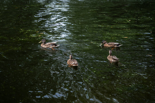 mallard ducks swimming in pond with tree reflections on water surface